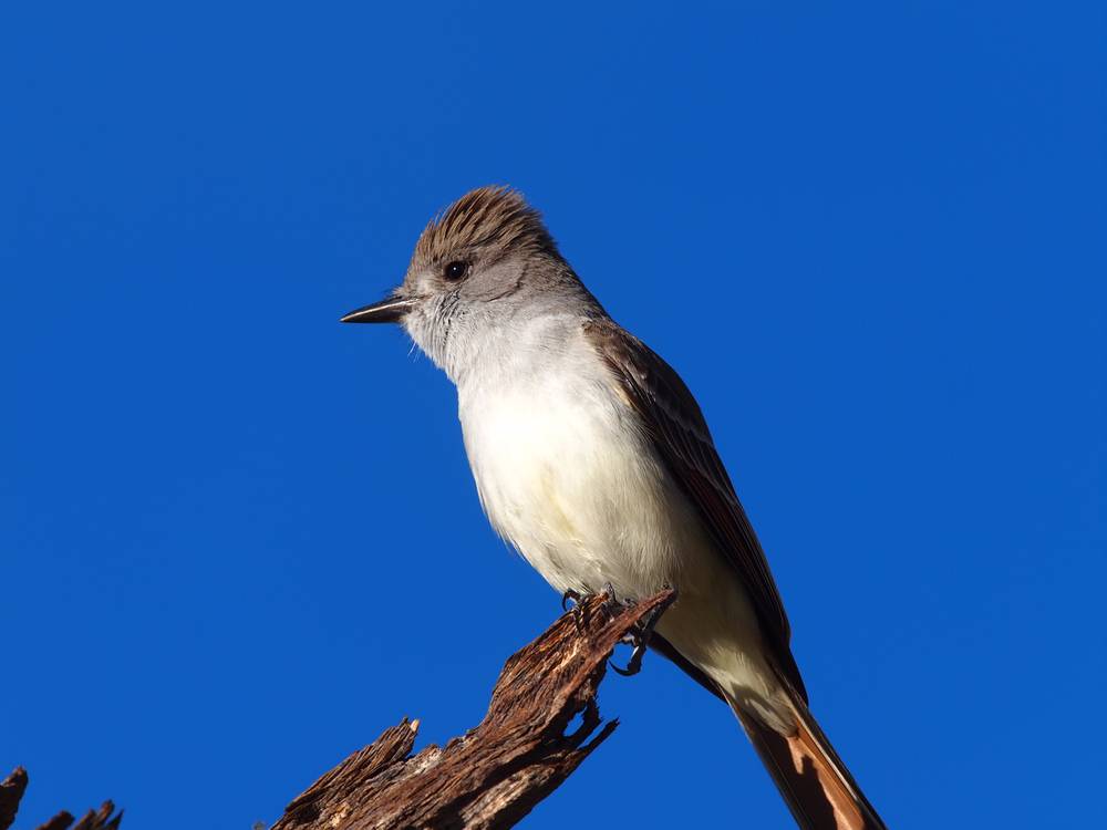 Ash-throated Flycatcher